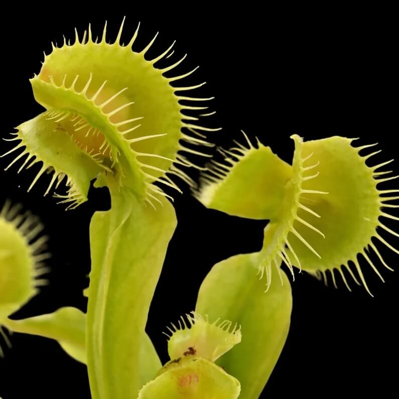 Venus Flytrap Asmodeus OP Seeds 