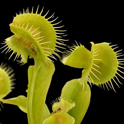 Venus Flytrap Asmodeus OP Seeds 