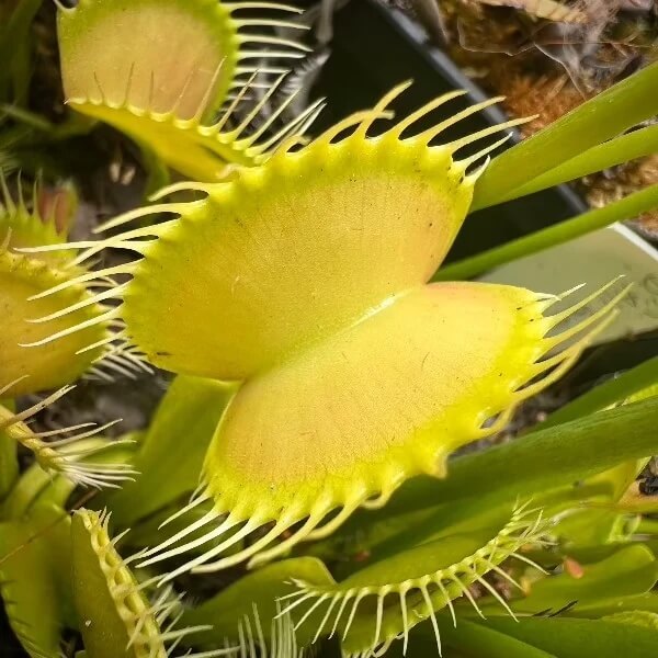 Venus Flytrap Asmodeus OP Seeds 