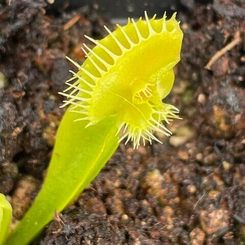 Venus Flytrap Asmodeus OP Seeds 