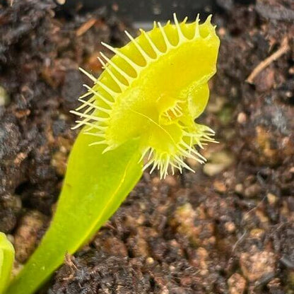Venus Flytrap Asmodeus OP Seeds 