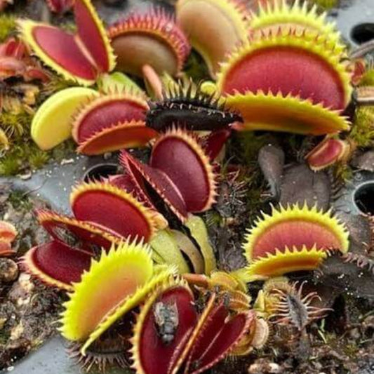 Venus Flytrap Asura OP Seeds