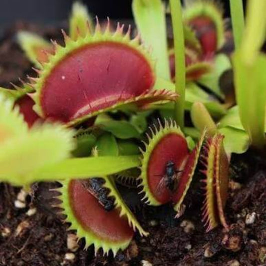 Venus Flytrap Asura OP Seeds