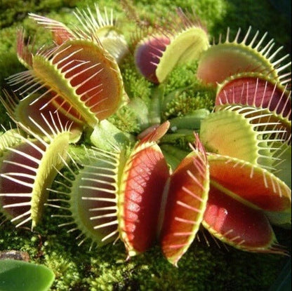 Venus Flytrap Bimbo Long Lashes Seeds