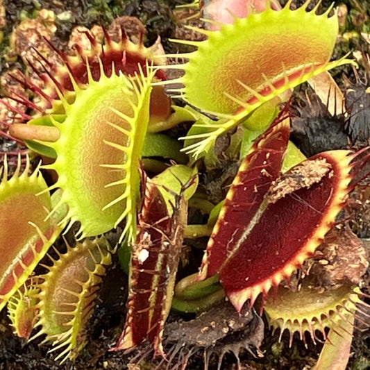 Venus Flytrap Bloody Nurse OP Seeds 
