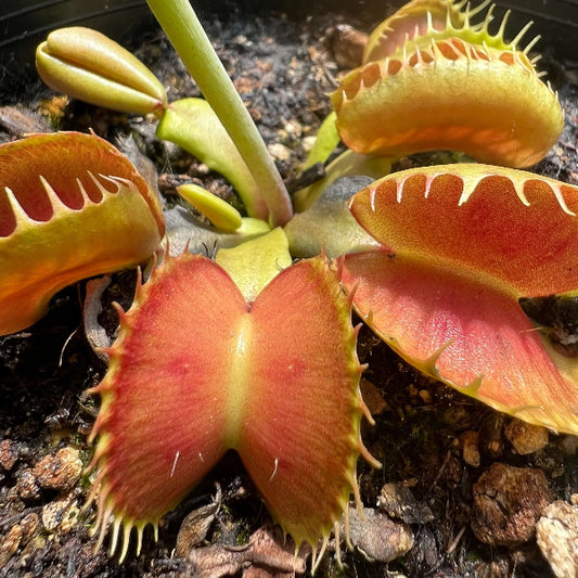 Venus Flytrap Bloody Shark OP Seeds