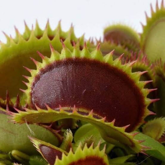 Venus Flytrap Brutal Shark OP Seeds 