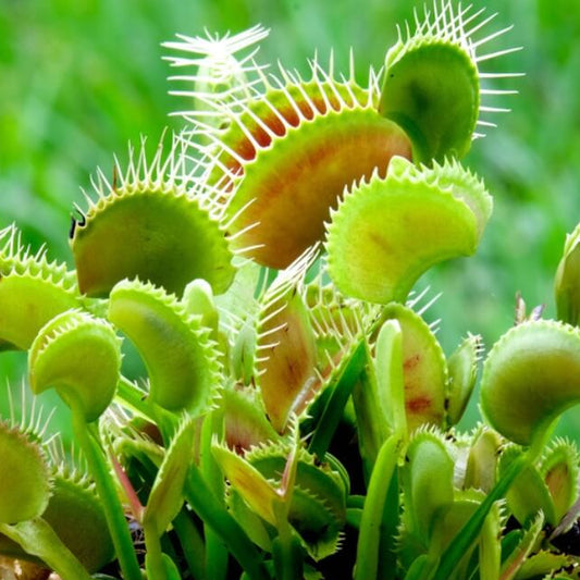 Venus Flytrap Canari OP Seeds