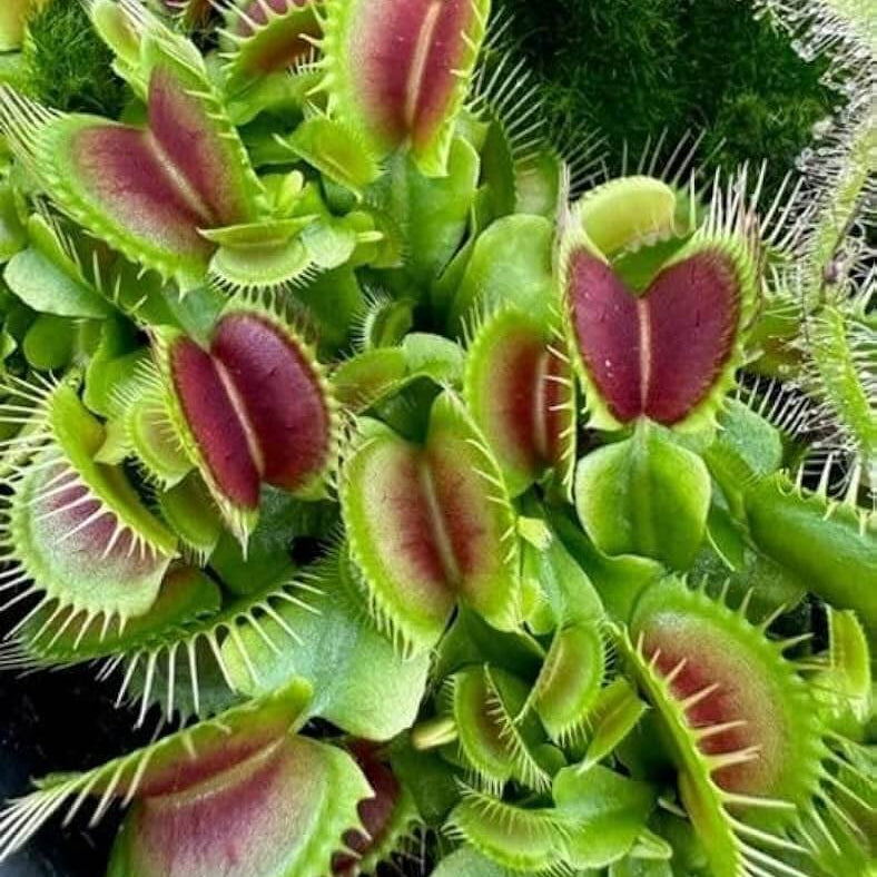 Venus Flytrap Canari OP Seeds