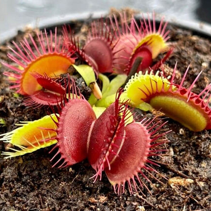 Venus Flytrap Canari OP Seeds