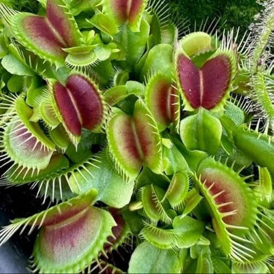 Venus Flytrap Carbon Ardent OP Seeds 