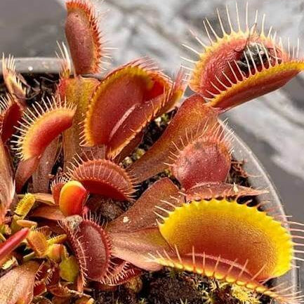 Venus Flytrap Claytons Volcanic Red Seeds