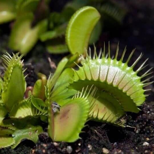 Venus Flytrap Cracker OP Seeds