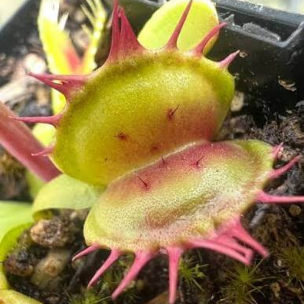 Venus Flytrap Crispy Sun OP Seeds