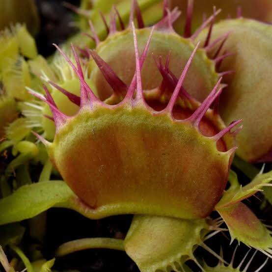 Venus Flytrap Crispy Sun OP Seeds