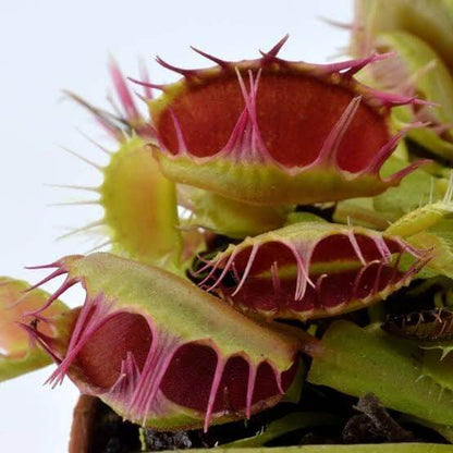 Venus Flytrap Crispy Sun OP Seeds