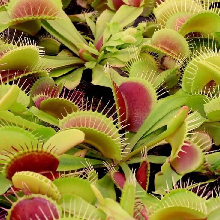 Venus Flytrap Cup Trap Seeds
