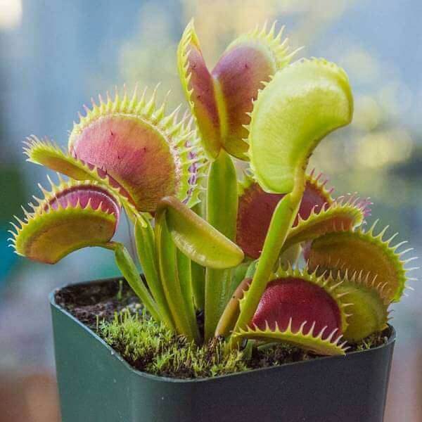 Venus Flytrap Cup Trap Seeds