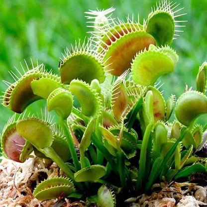 Venus Flytrap Cup Trap Seeds
