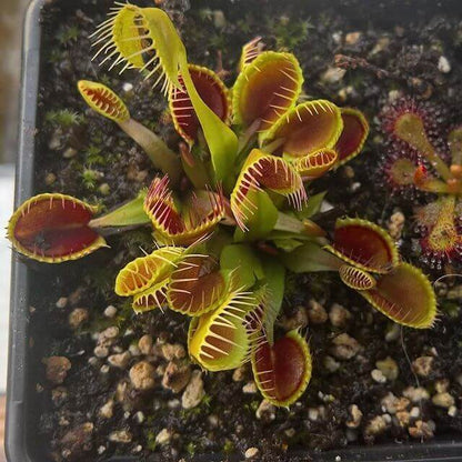 Venus Flytrap Cup Trap Seeds