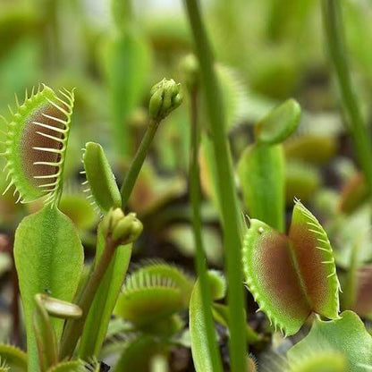 Venus Flytrap Cupped Seeds