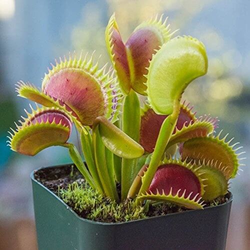 Venus Flytrap Cupped Seeds