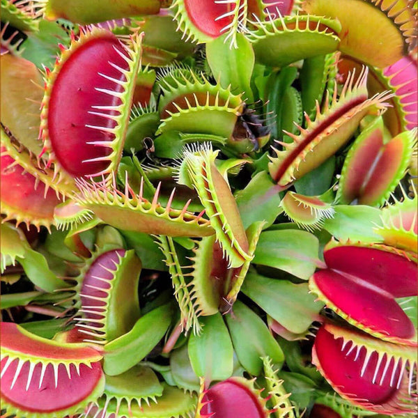 Venus Flytrap Cupped Seeds