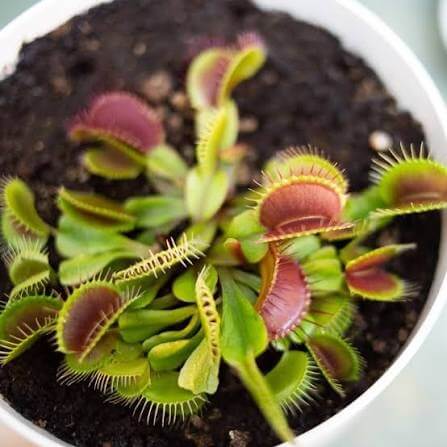 Venus Flytrap Darwin Seeds 