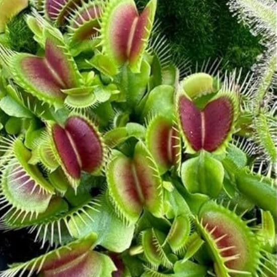 Venus Flytrap Darwin Seeds 