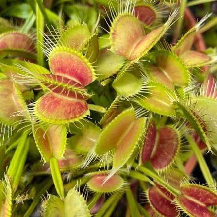 Venus Flytrap Dionaea Muscipula Seeds 