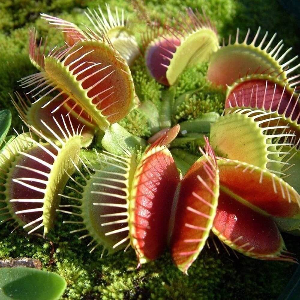 Venus Flytrap Dracula OP Seeds