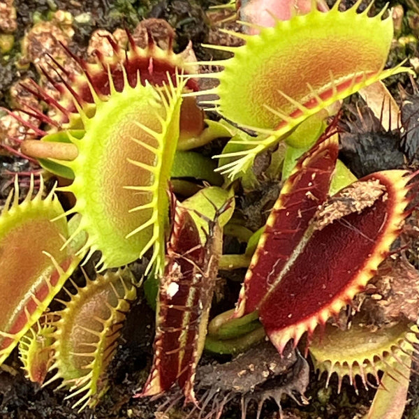 Venus Flytrap Dracula OP Seeds