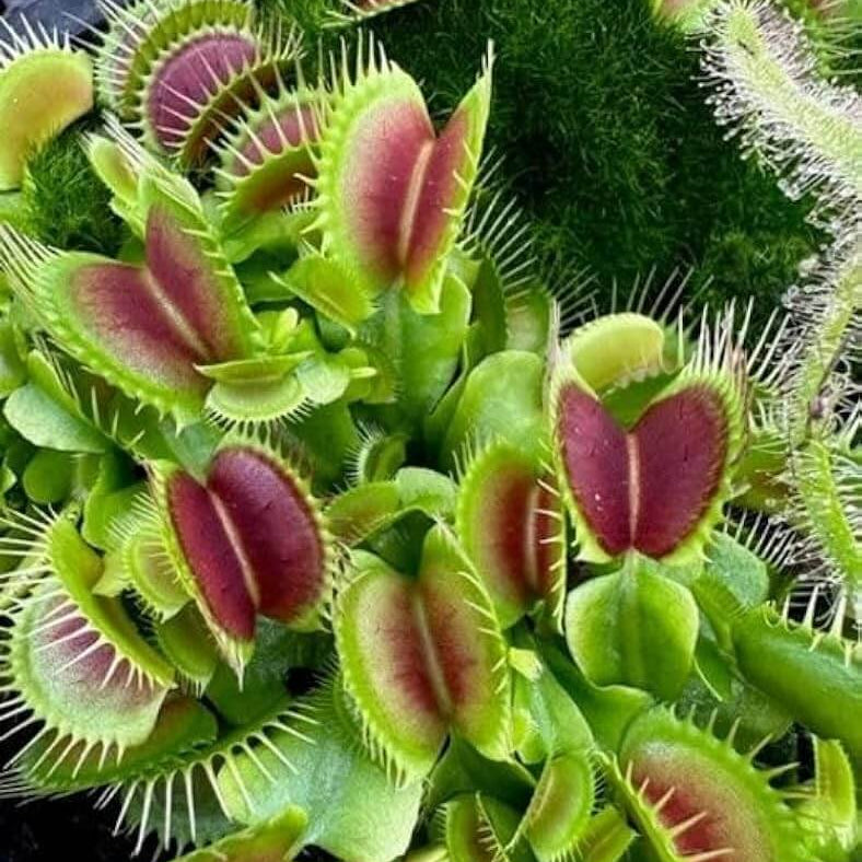 Venus Flytrap Dracula OP Seeds