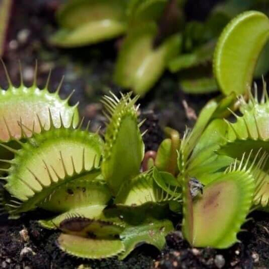 Venus Flytrap Feather Tooth OP Seeds