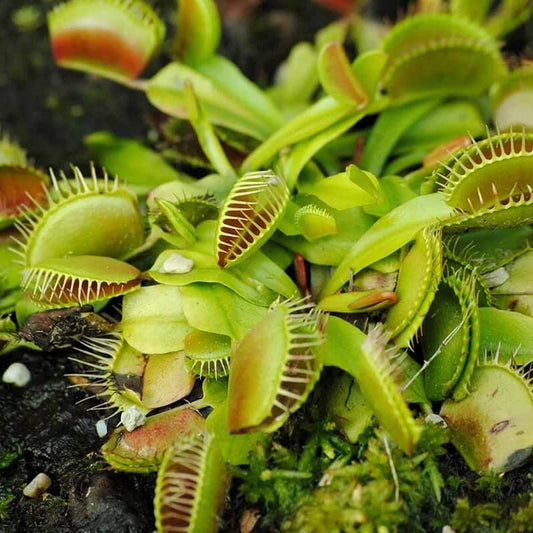 Venus Flytrap Frost Hardy Seeds