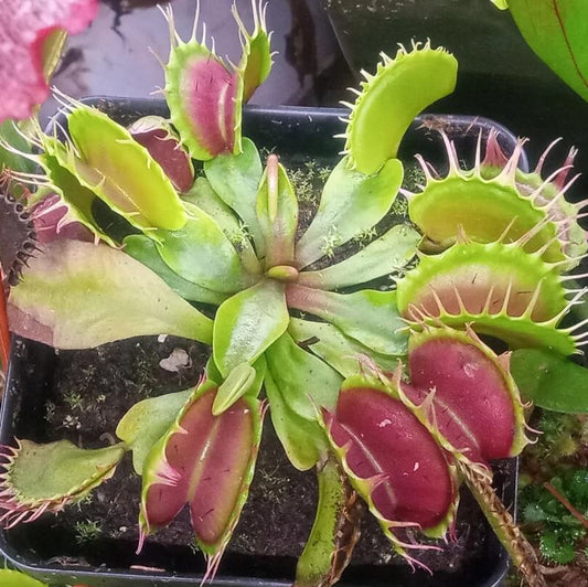 Venus Flytrap Fused Teeth Seeds