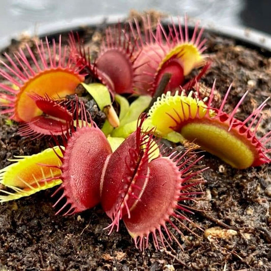 Venus Flytrap Fuzzy Tooth OP Seeds 