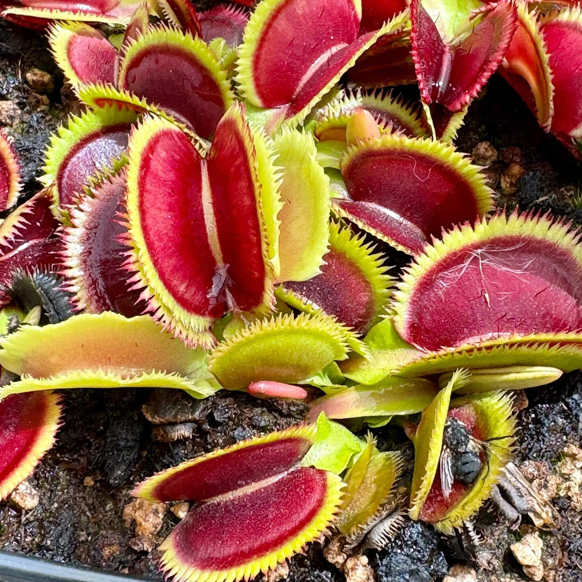Venus Flytrap Giant Clam Seeds