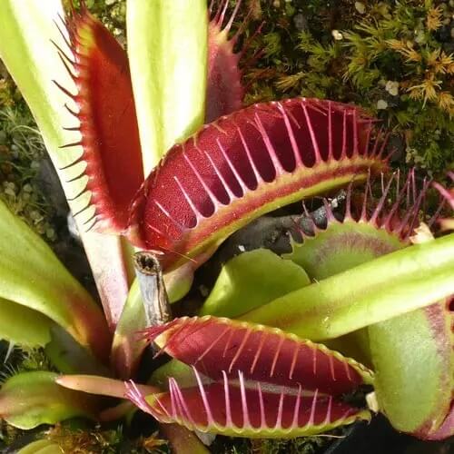 Venus Flytrap Giant Clam Seeds