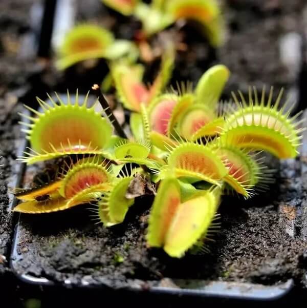 Venus Flytrap Giants Seeds