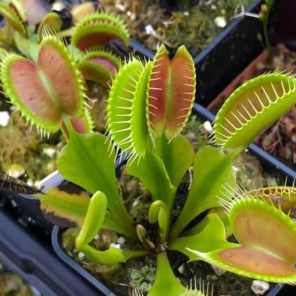 Venus Flytrap Giants Seeds
