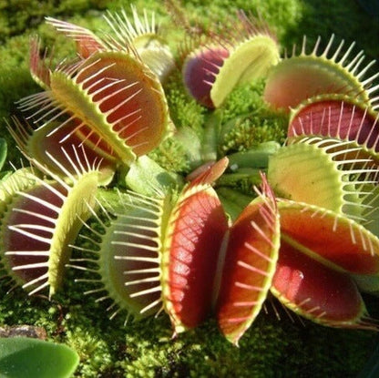 Venus Flytrap Giants Seeds