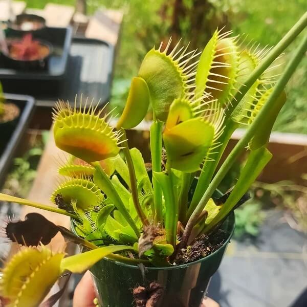 Venus Flytrap Giants Seeds