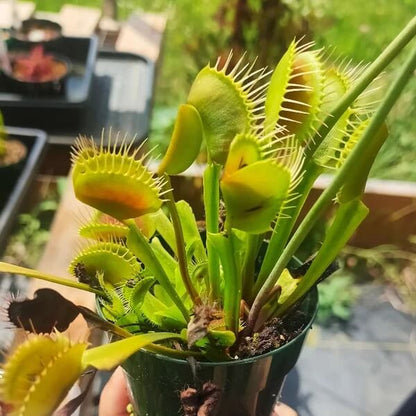Venus Flytrap Giants Seeds