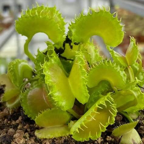 Venus Flytrap Green Mutant Seeds 