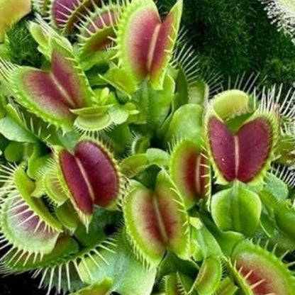 Venus Flytrap Growing Kit Seeds 