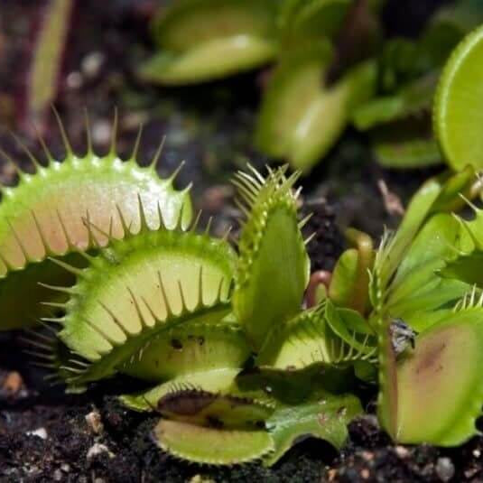 Venus Flytrap Harmony OP Seeds