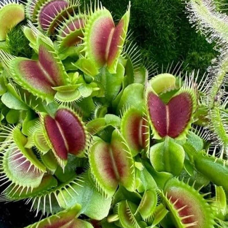 Venus Flytrap Harmony OP Seeds