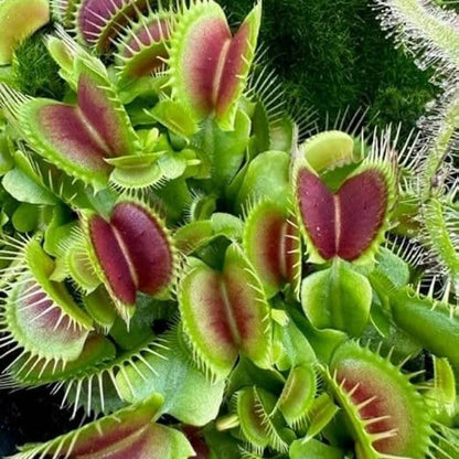 Venus Flytrap Hellcat OP Seeds 
