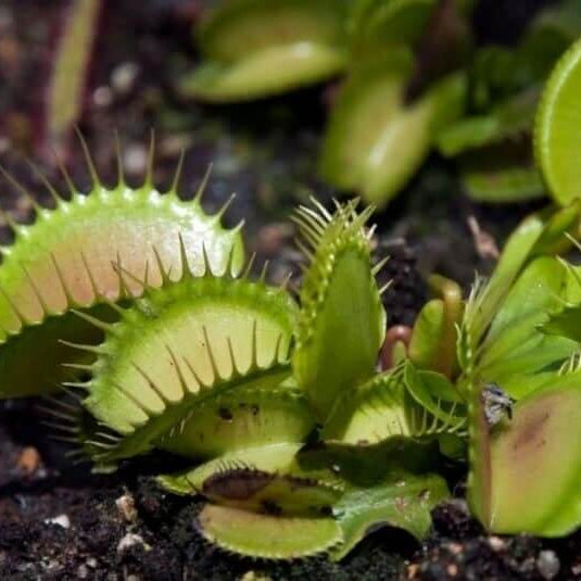 Venus Flytrap Hellcat OP Seeds 